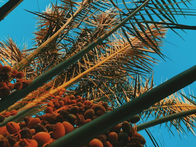 Contractor-for-Plantation-Malaysia