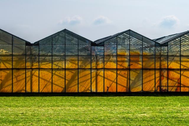 Sheltered-Plantation-Supplier-Malaysia