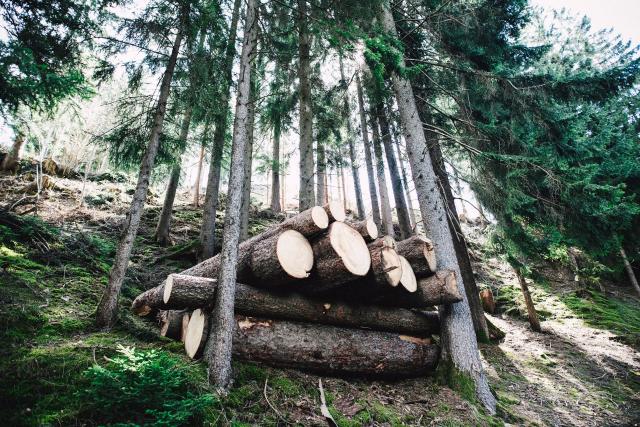 Wood-Supplier-in-Malaysia