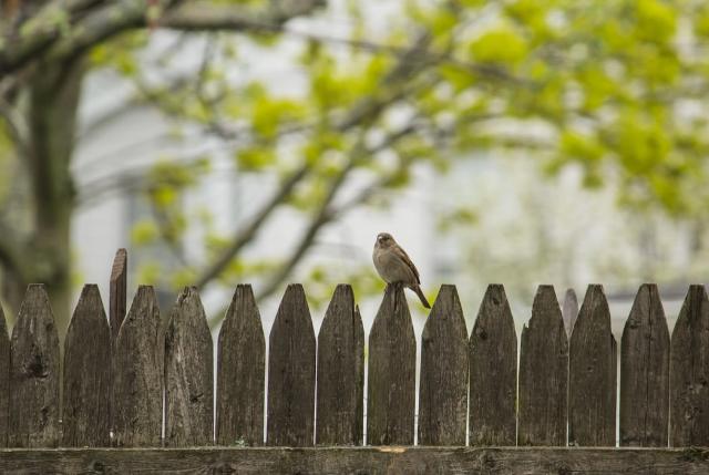 Wooden-Fence