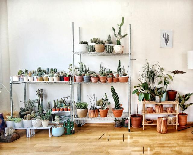 Indoor-Plant-Suppliers-Malaysia